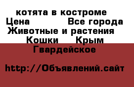 котята в костроме › Цена ­ 2 000 - Все города Животные и растения » Кошки   . Крым,Гвардейское